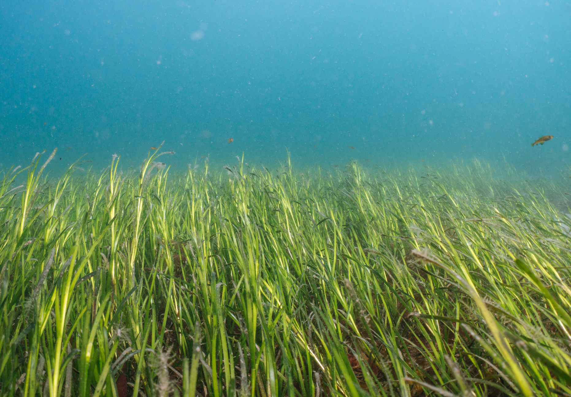 #ProtectOurBeds: We've launched a global project to facilitate seagrass conservation.