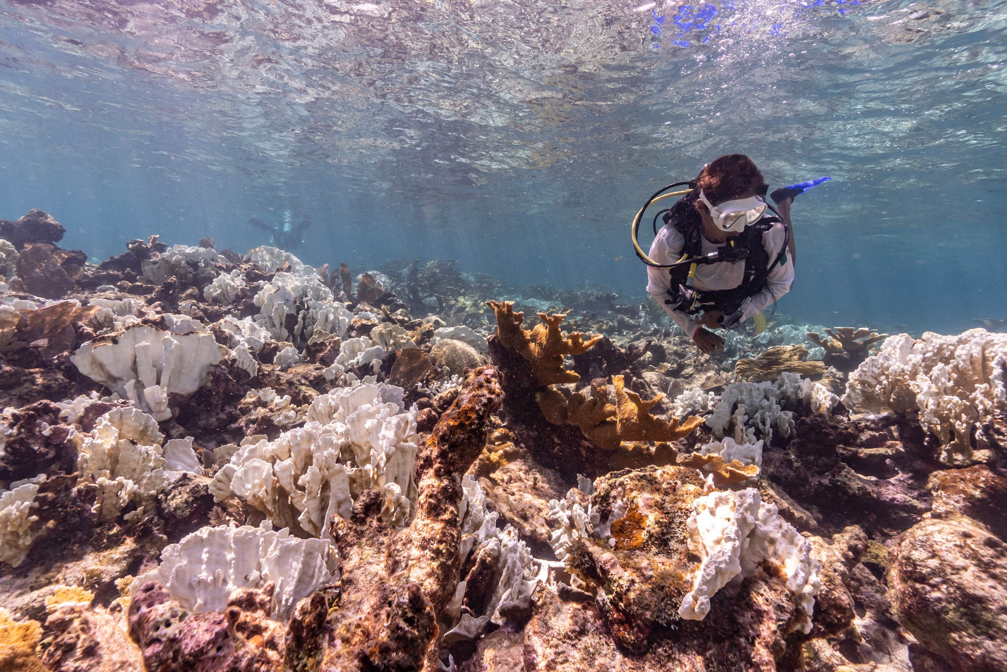 Life is better in colour: Coral Bleaching Awareness Month